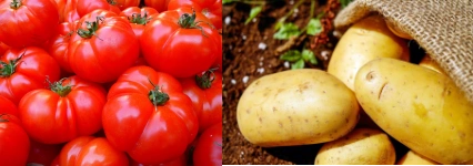 paradajky, zemiaky