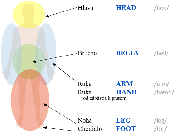 časti ľudského tela human body hlava brucho ruka noha