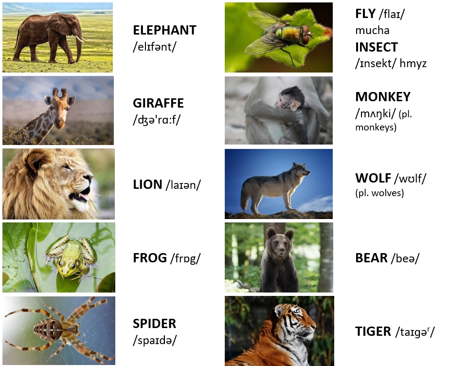 animals zvieratá (žaba, pavúk, tiger) po anglicky