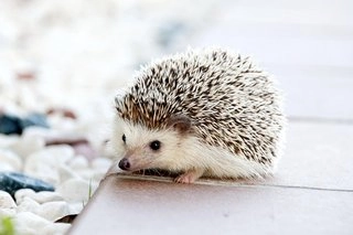 ježko hedgehog