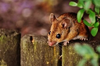 mouse myš