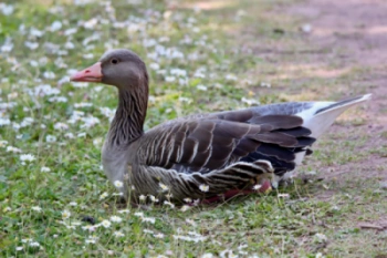 hus goose