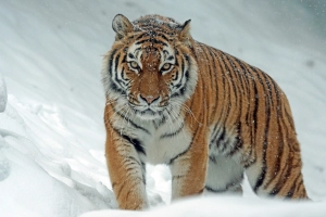 sibírsky tiger