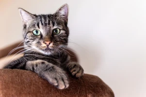 cat mačka