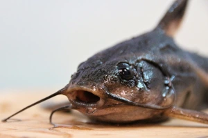 sumec catfish