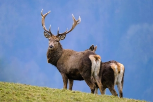 deer jeleň