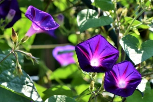 morning glory povojník