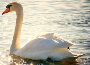 swan labuť