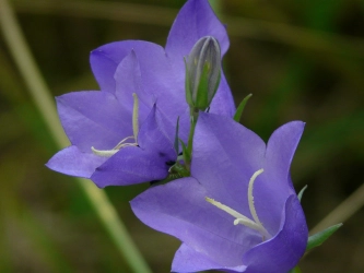 bellflowers zvončeky (ilustrácia)
