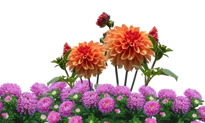 dahlias georgíny