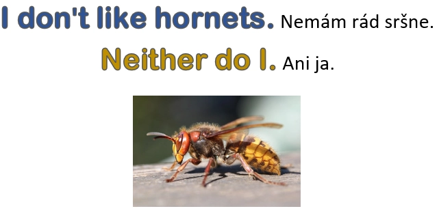 ani ja