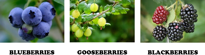 ovocie po anglicky blueberries, gooseberries, blackberries