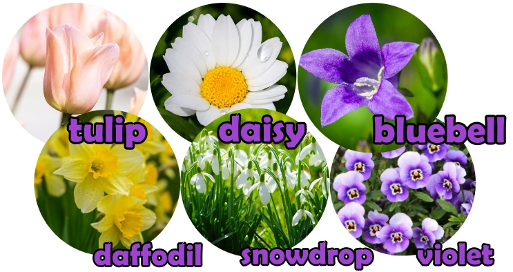 prvé jarné kvety po anglicky 